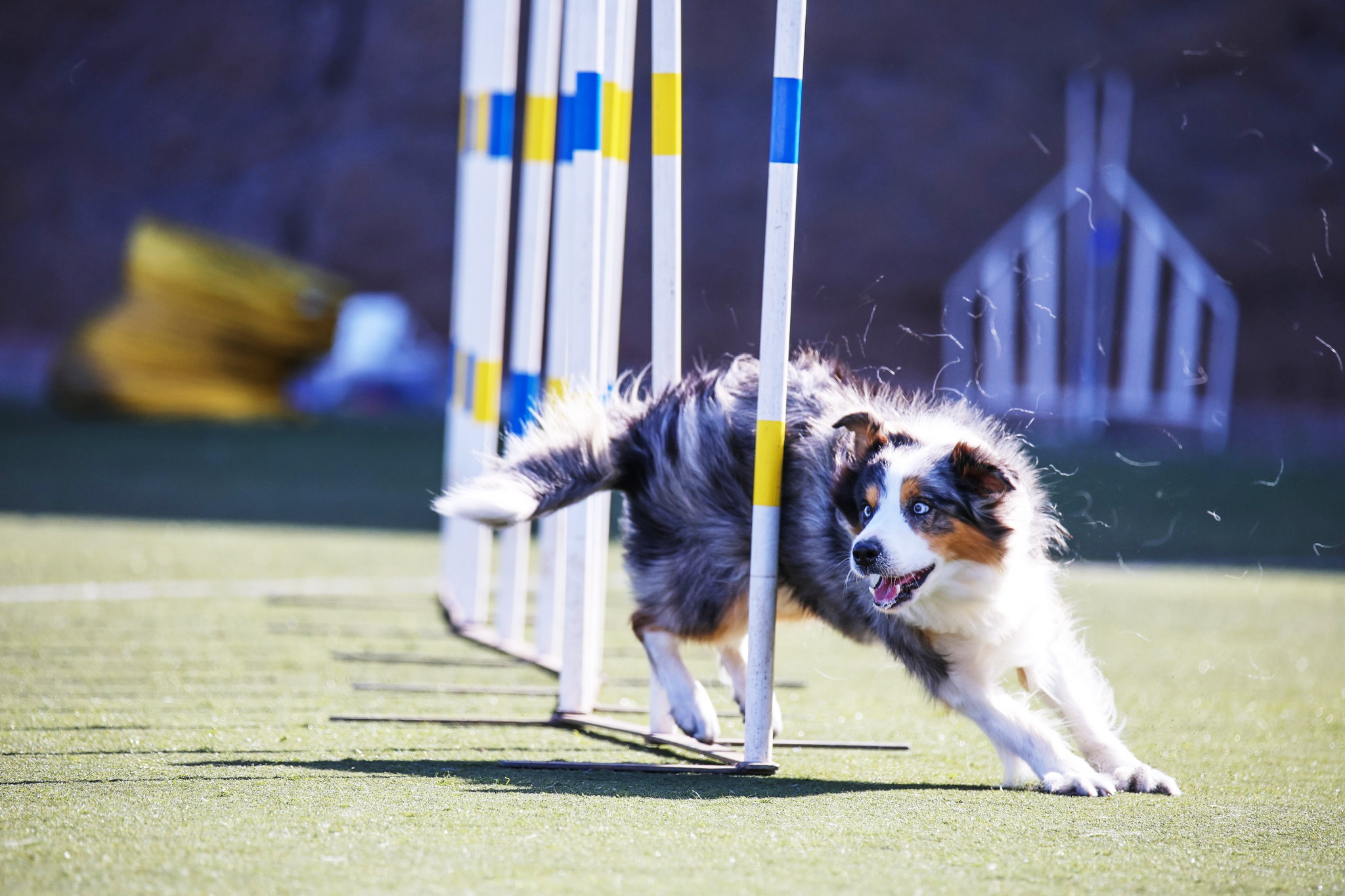 Agile Australian Shepherd navigates agility poles during dog training